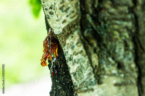 Cherry tree oozing sap from wounds or canker , process known as gummosis