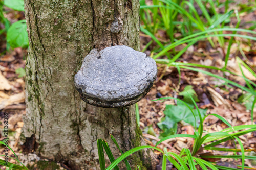 tree mushrooms grows on the trunk
