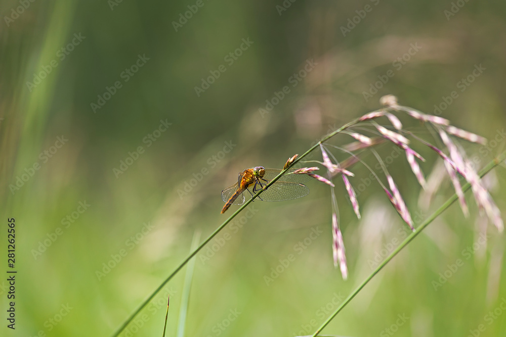 dragonfly on a blade of grass dragonfly on a blade of grass