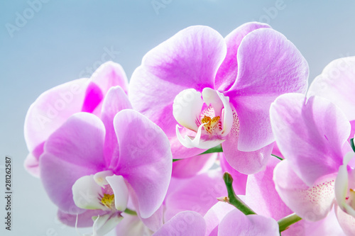 Phalaenopsis orchid flowers bloomed on a light background.