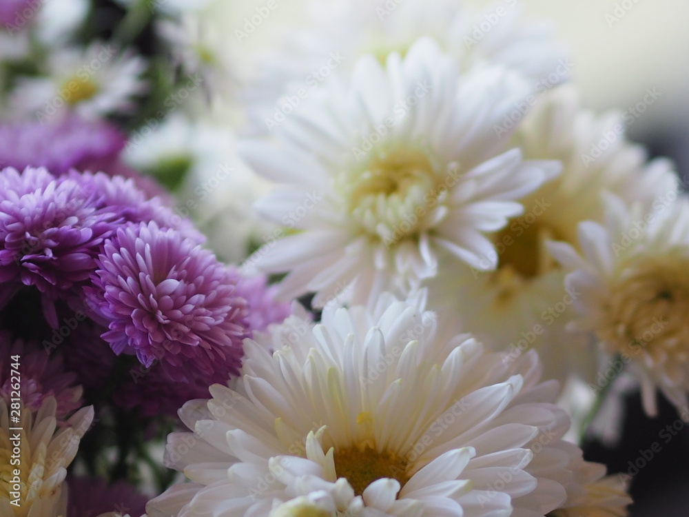 Violet and white Flower Petals stacked into layers name Gerbera jamesonii ,Compositae,Gerbera,Barberto Daisy, Transvaal Daisy