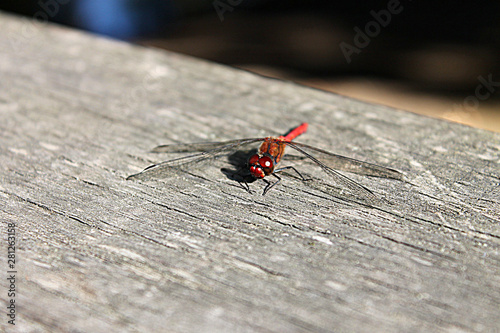 Libelle auf Holz