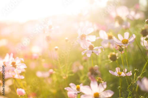Blurry field of summer pink and white flowers in the soft warm sunlight