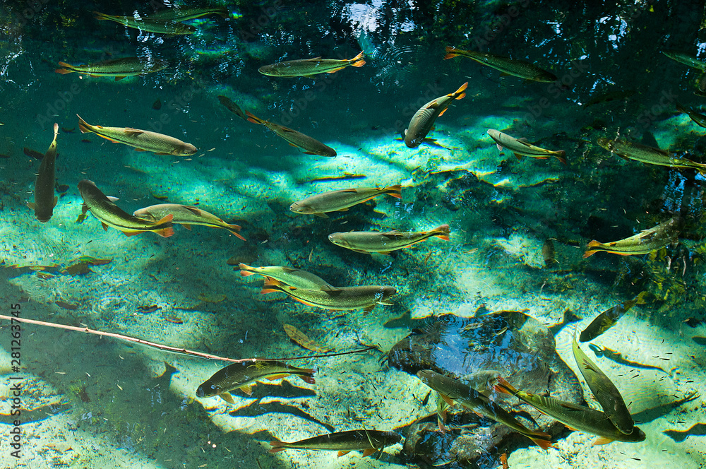 Fototapeta premium Nobres