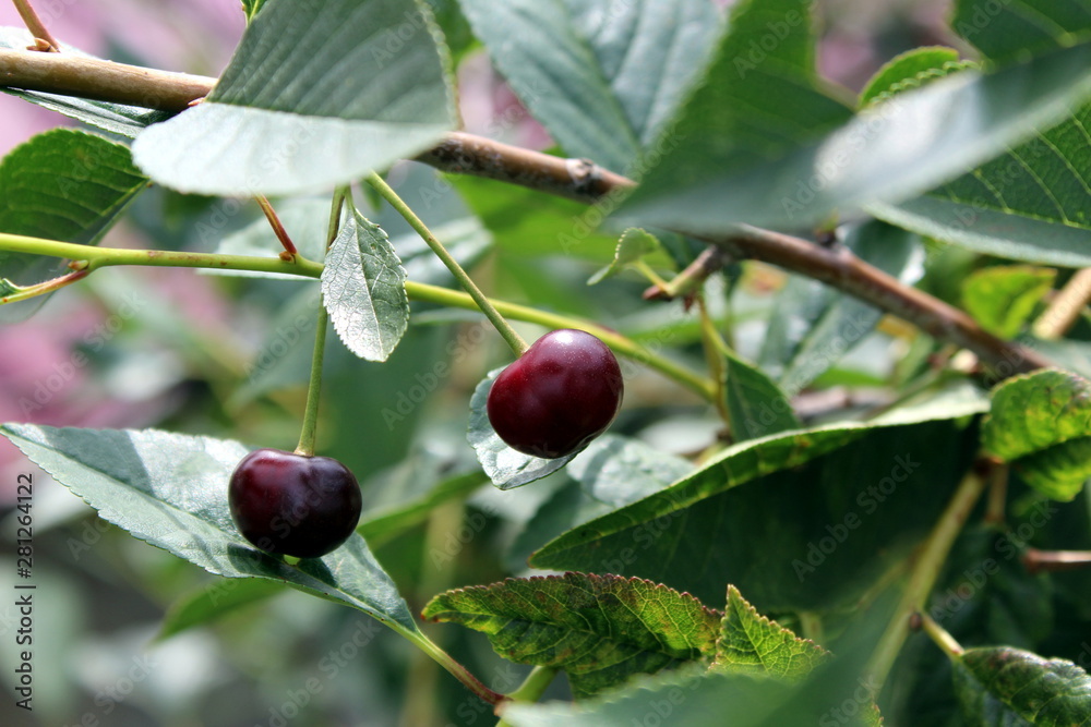 Image of fresh summer berries of ripe juicy cherry hanging on a branch Image of fresh summer berries of ripe juicy cherry hanging on a branch