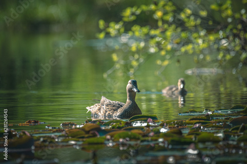 duck family on the pond