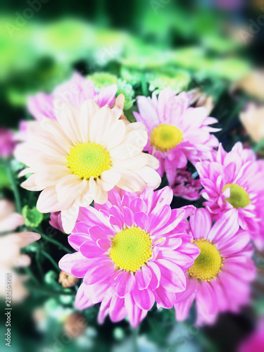 beautiful flowers in blur blackground at flower dome