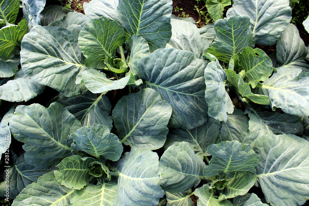 Naklejka premium Green cabbage plant grows in the open field