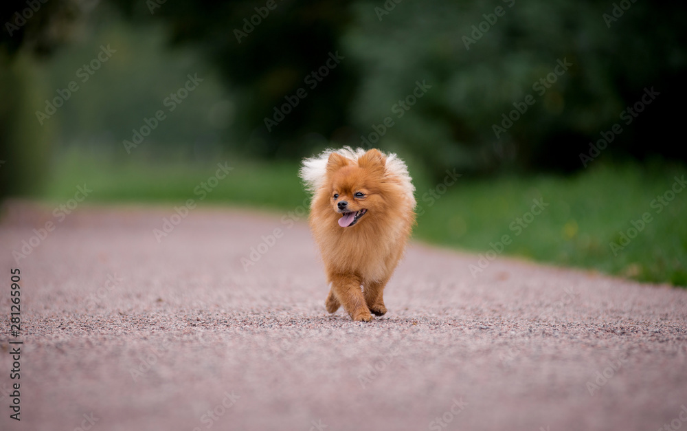 Little red dog breed Spitz autumn is on a wide path in the Park Little red dog breed Spitz autumn is on a wide path in the Park