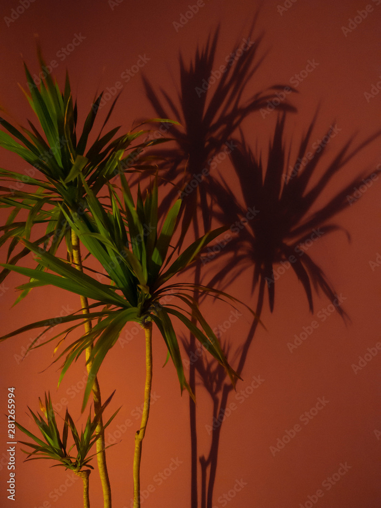 Fan Palm Leaf on Coral colored fashion background. Minimalism.. Creative summer concept. Close-up tropical fashionable plant on coral.