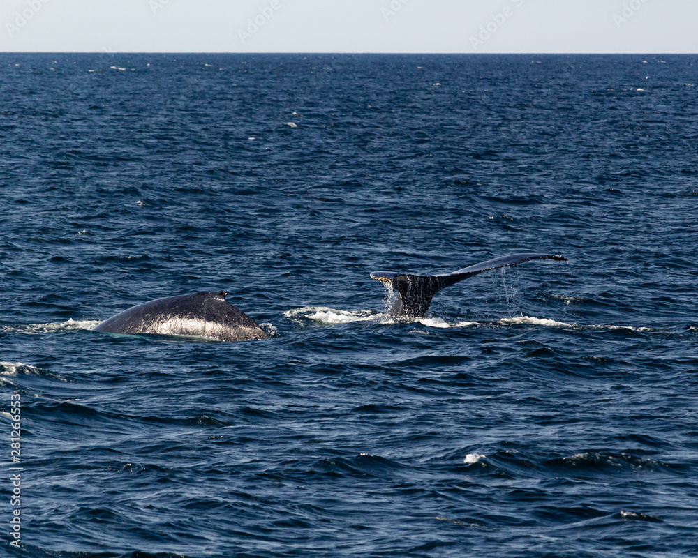 Diving humpback whales Diving humpback whales