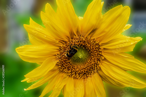 Sonnenblume mit Hummel 