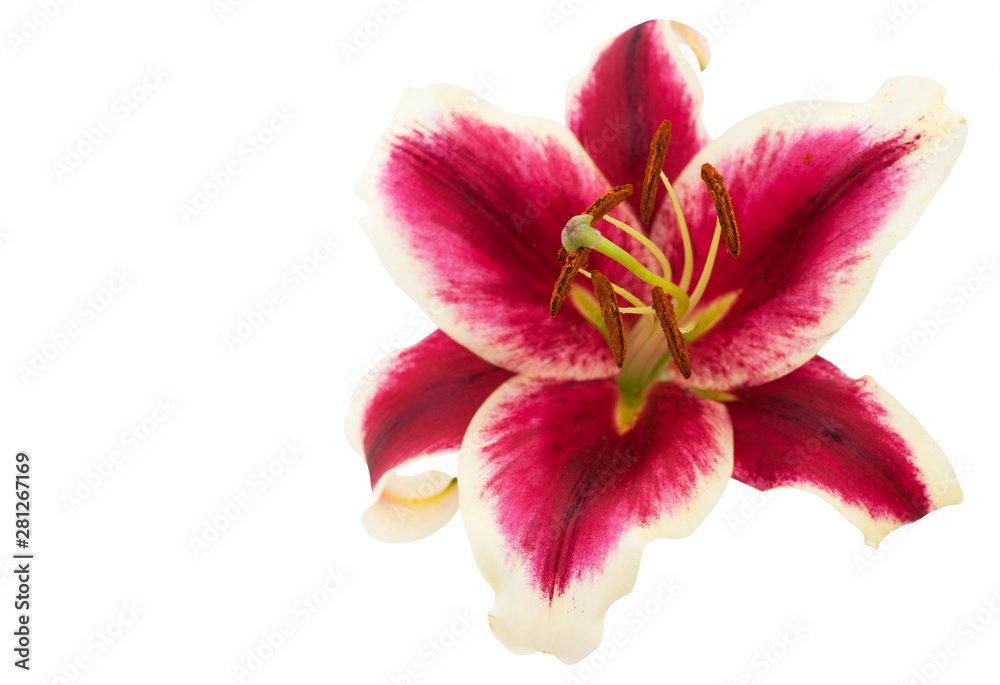 Red lily flower. Red lily flower.
