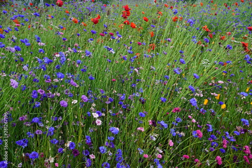 field of wild flowers © poupine