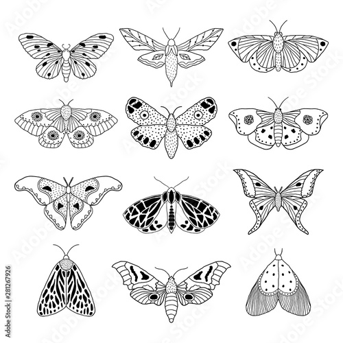 set of hand drawn moths