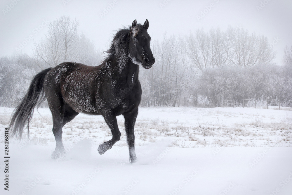 horse in winter