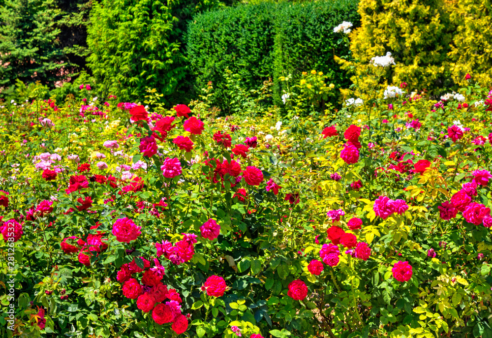 Beautiful view with blooming flowers in the botanical garden