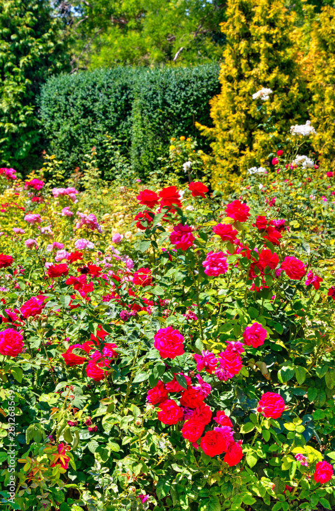 Beautiful view with blooming flowers in the botanical garden