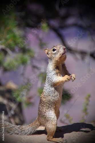 Squirrel