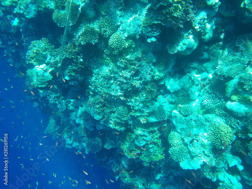 shoal of coral fish