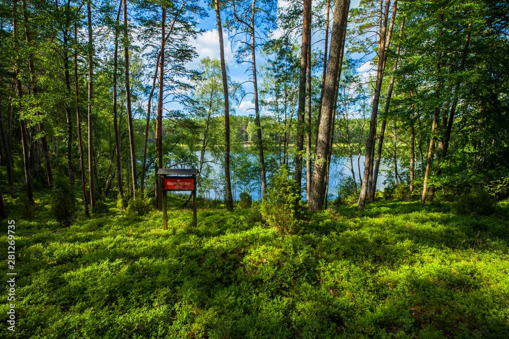 Zielony las jezioro sosny wakacje przyroda - obrazy, fototapety, plakaty 