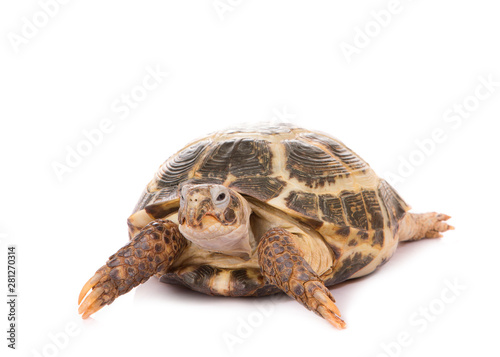 Turtle close up. Tortoise isolate on white background. photo