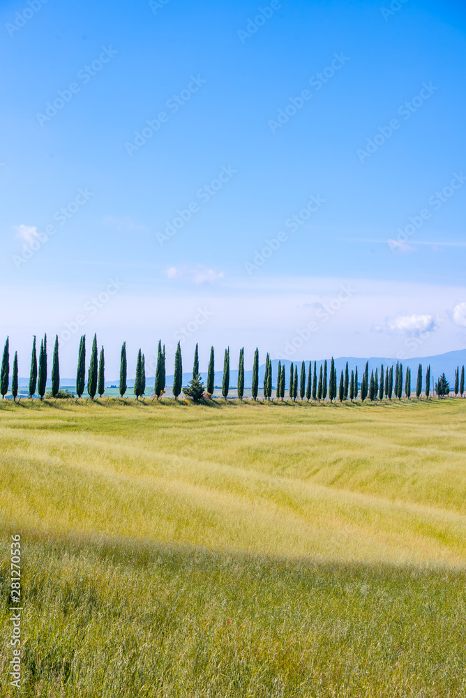 Fototapeta premium Italian cypress trees alley and a white road to farmhouse in rural landscape. Italian countryside of Tuscany, Italy, Europe.