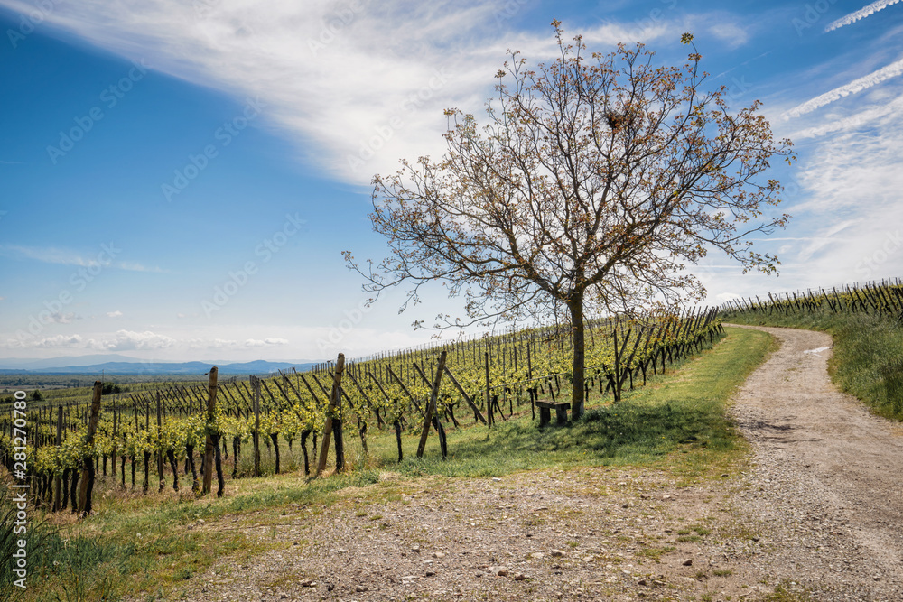 Fototapeta premium Magnificent Hunawihr village in Alsace, France, its grandiose vineyards (route des vins d'Alsace) Lonely tree on the wine route