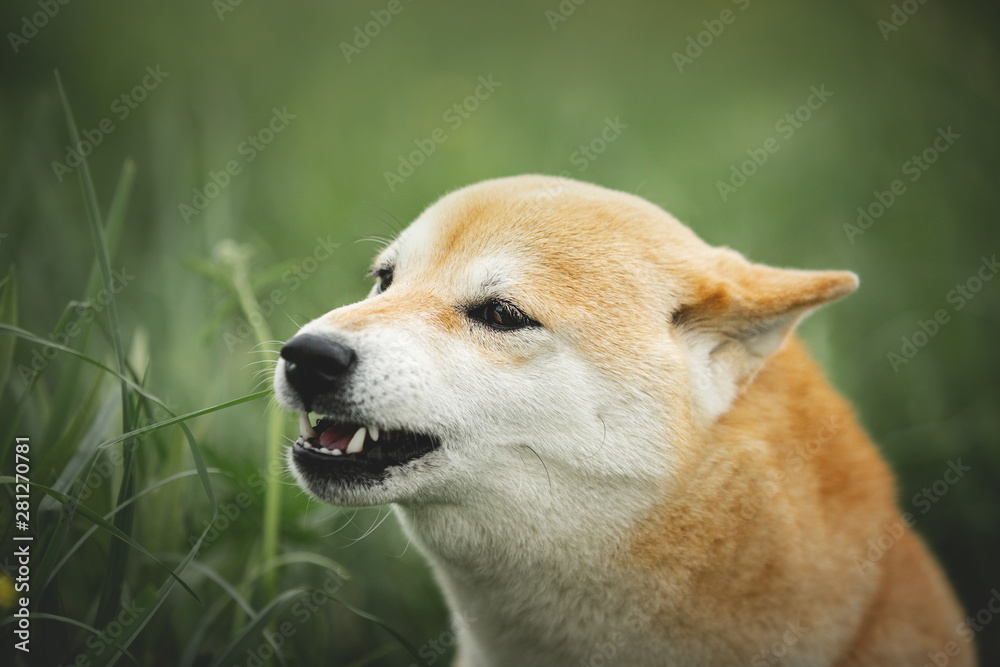 Portrait of growling shiba inu dog in the green grass. Red japanese dog breed shiba inu