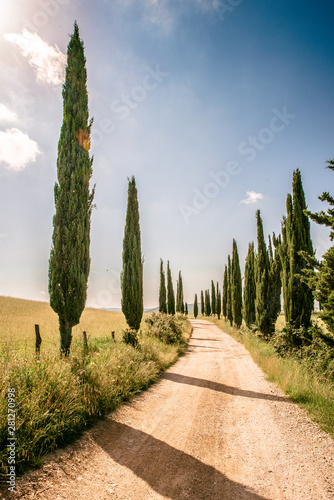 Tableau sur toile Italian cypress trees alley and a white road to farmhouse in rural landscape