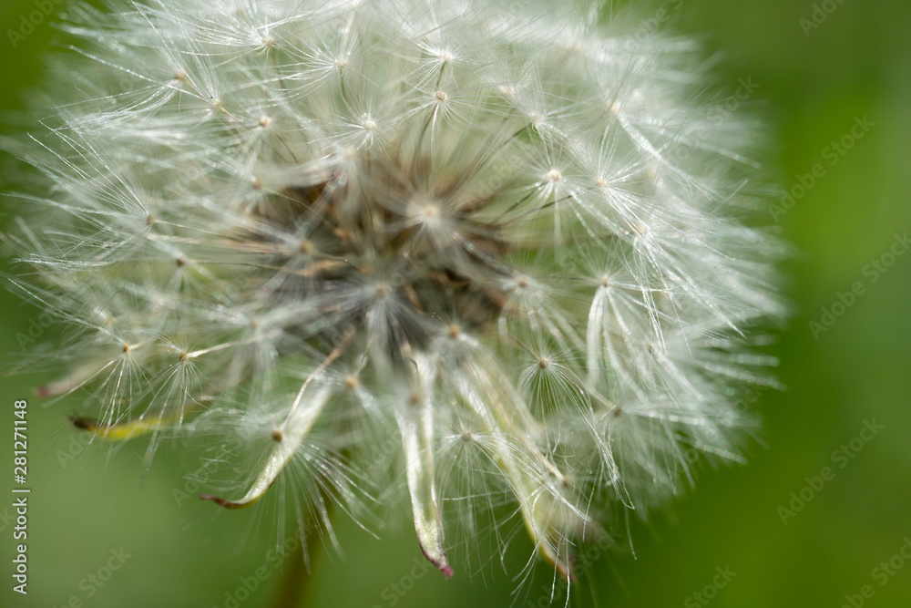 Fototapeta premium Macro photo of dandelion flower. Summer meadow. Close up.