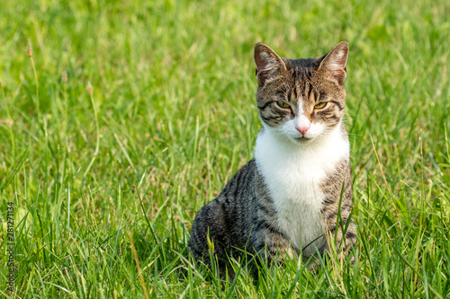 Cat sitting in a grass