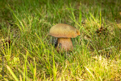 Edible forest mushroom in the grass