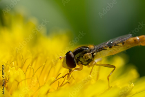 Hoverfly, flower fly or syrphid flies Macro photo of insect family Syrphidae