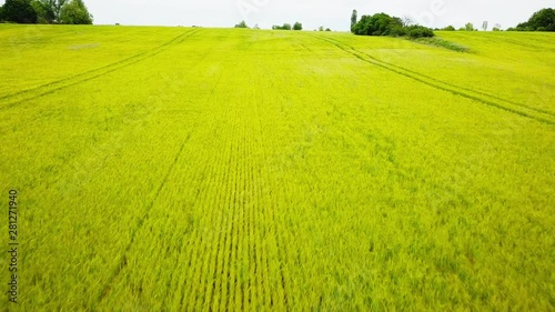 fast flight over a yellow crops field in a rural area