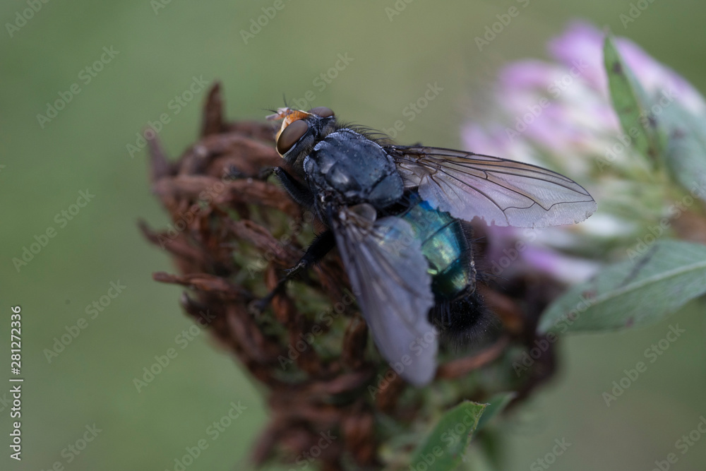Macro photo of insect. Black fly on summer meadow. Macro photo of insect. Black fly on summer meadow.