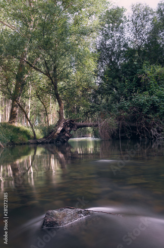 Stone in a river with a sunlit tree