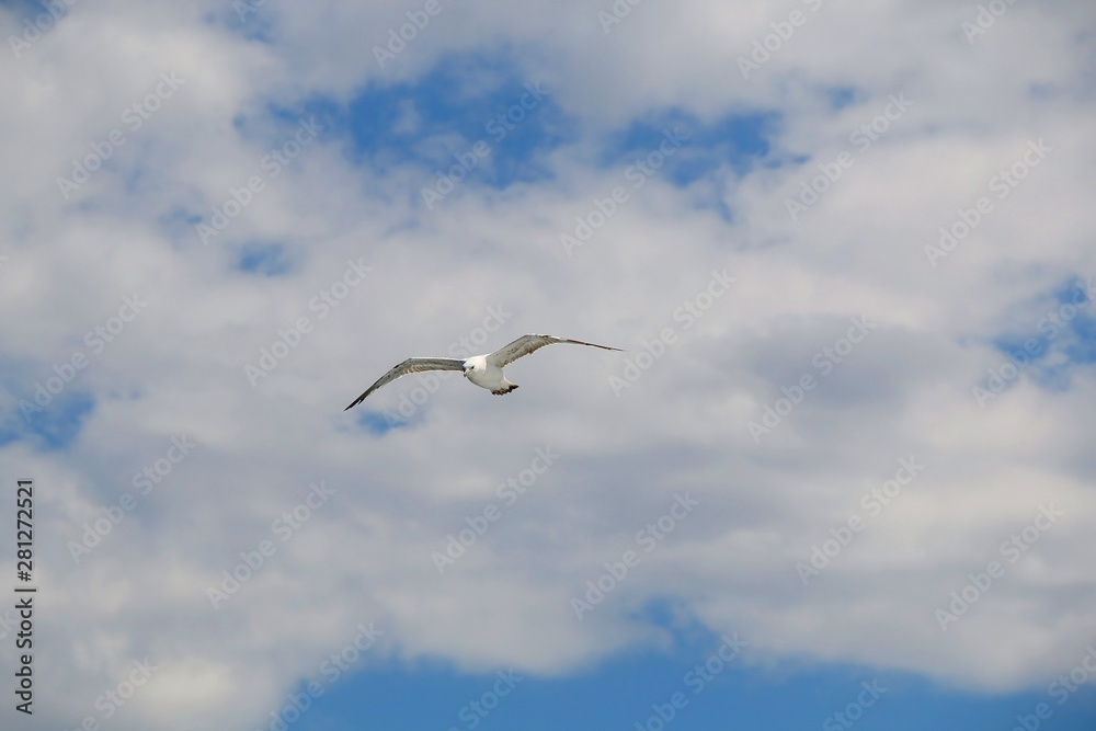 Seagull flying against cloudy sky. Copy space. Seagull flying against cloudy sky. Copy space.