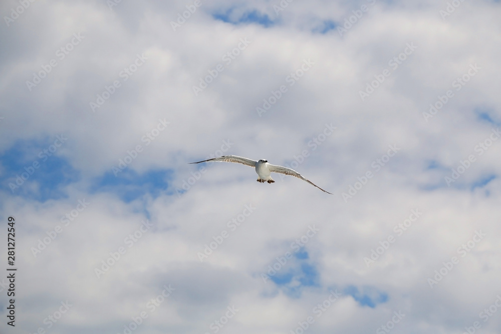 Seagull flying against cloudy sky. Copy space. Seagull flying against cloudy sky. Copy space.