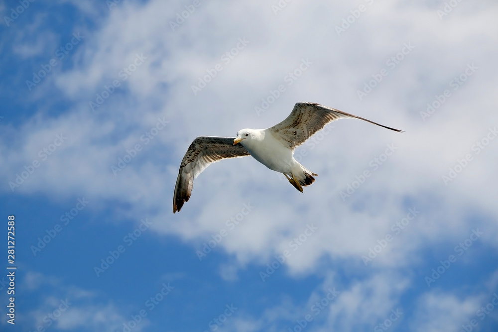 Obraz premium Seagull flying against cloudy sky. Copy space.