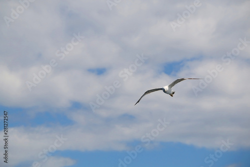 Seagull flying against cloudy sky. Copy space.