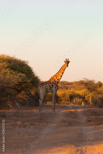 Giraffe in Namib Desert