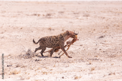 Hyena with hunted Springbok in Etosha National Park  Namibia