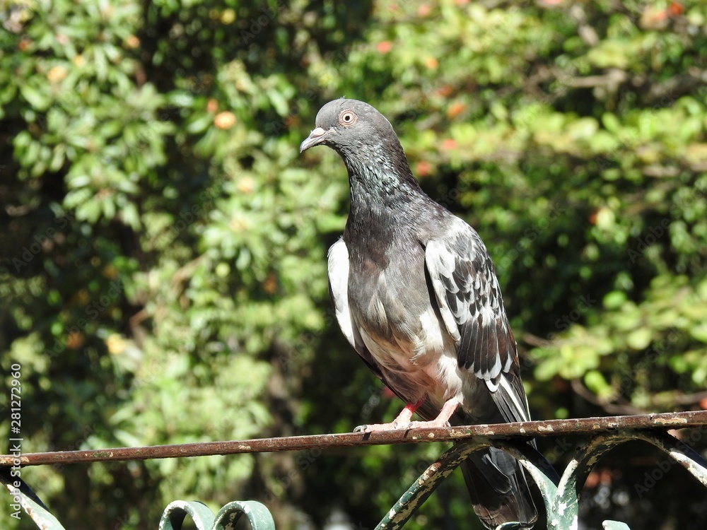 A gray pigeon perched on a rusty iron fence in a park with green vegetation in the blurred background. Sunny winter day. A gray pigeon perched on a rusty iron fence in a park with green vegetation in the blurred background. Sunny winter day.