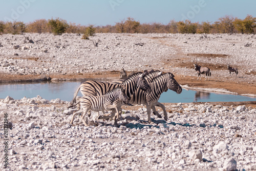 Zebras in Etosha National Park  Namibia