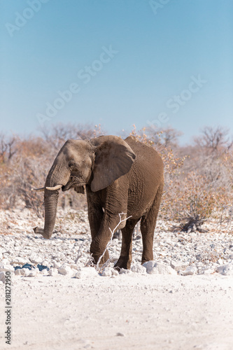 Elephant in Etosha National Park  Namibia