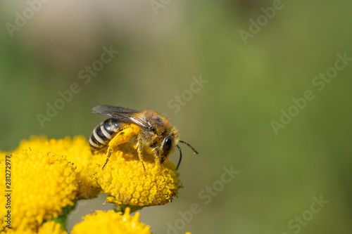 Macro photo of small bee collecting honey on yellow flower. Halictus. Insect.