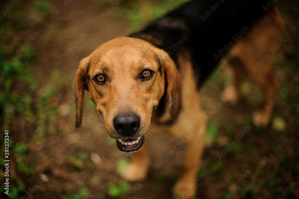 Brown ginger and black dog looking at the camera