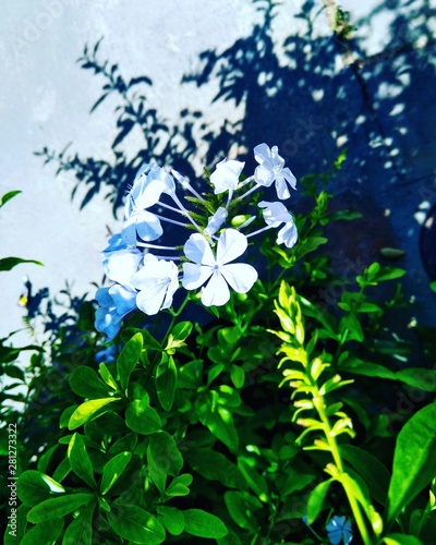 Wallpaper Mural flower, white Torontodigital.ca