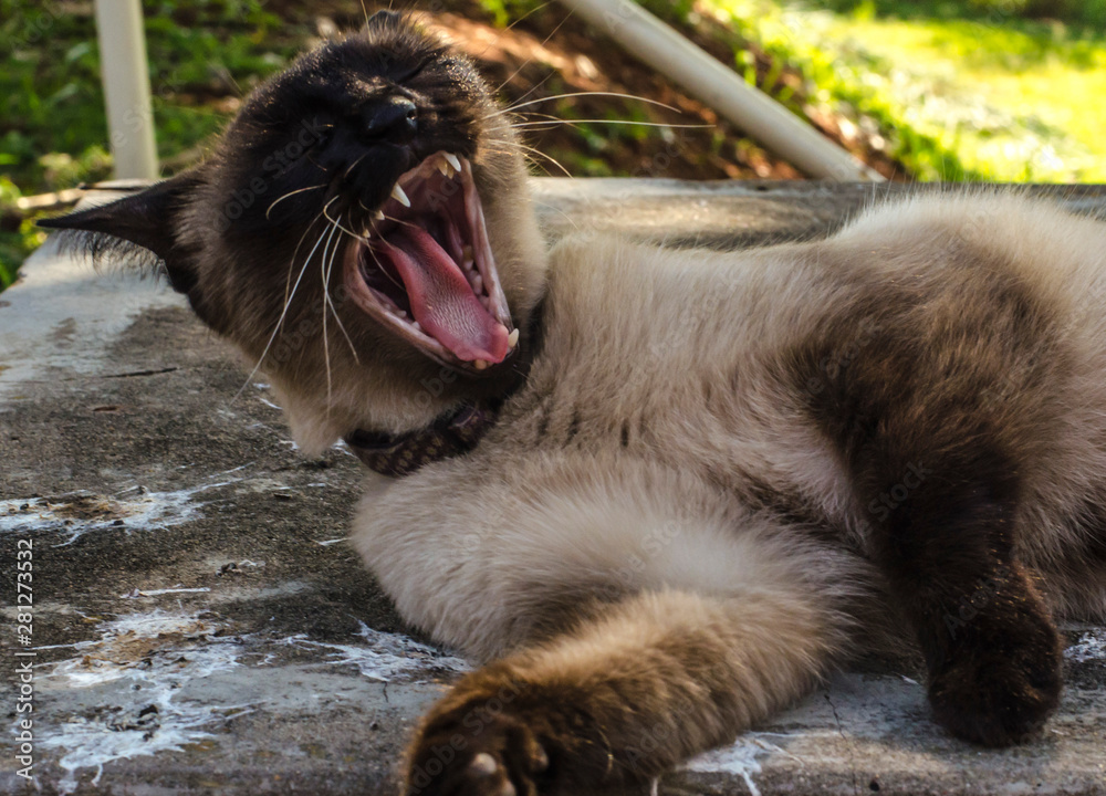 Obraz premium cat